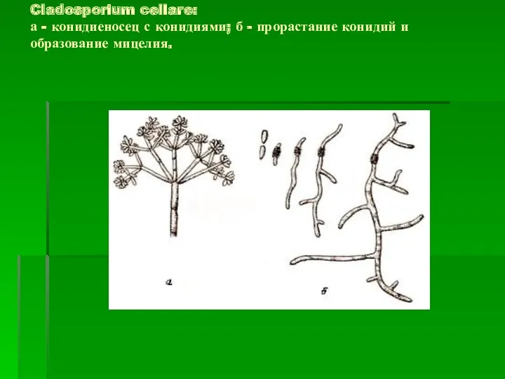 Cladosporium cellare: а - конидиеносец с конидиями; б - прорастание конидий и образование мицелия.