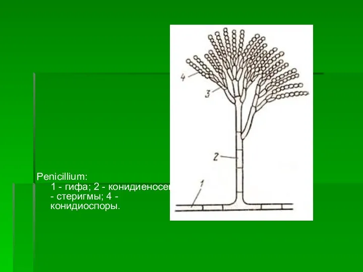 Penicillium: 1 - гифа; 2 - конидиеносец; 3 - cтepигмы; 4 - конидиоспоры.