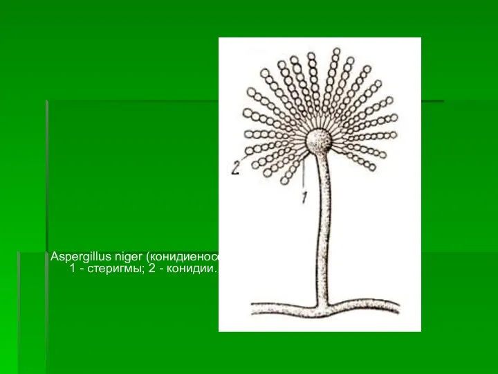 Aspergillus niger (конидиеносец): 1 - стеригмы; 2 - конидии.