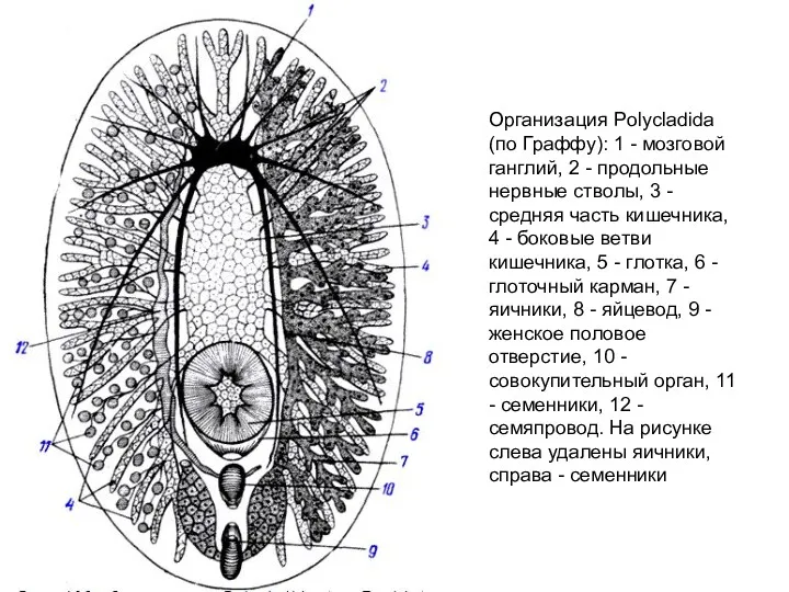 Организация Polycladida (по Граффу): 1 - мозговой ганглий, 2 -