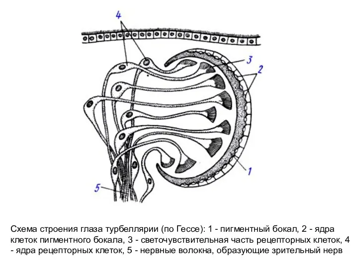 Схема строения глаза турбеллярии (по Гессе): 1 - пигментный бокал,