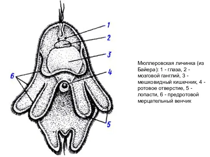 Мюллеровская личинка (из Байера): 1 - глаза, 2 - мозговой