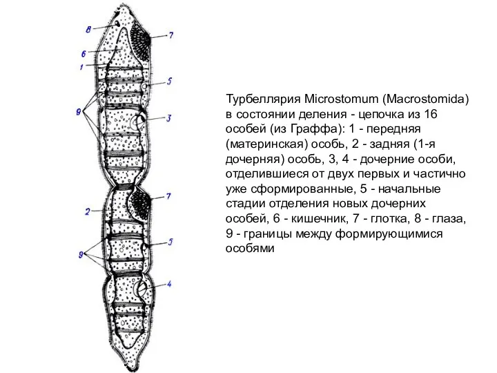 Турбеллярия Microstomum (Macrostomida) в состоянии деления - цепочка из 16