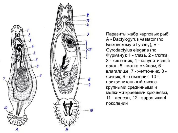 Паразиты жабр карповых рыб. А - Dactylogyrus vastator (no Быховскому