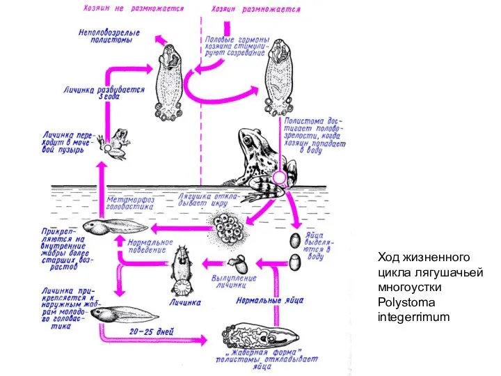 Ход жизненного цикла лягушачьей многоустки Polystoma integerrimum