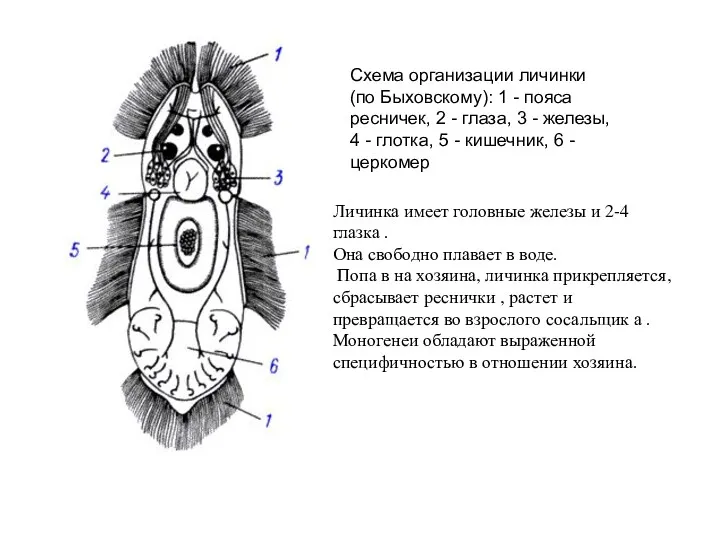 Схема организации личинки (по Быховскому): 1 - пояса ресничек, 2