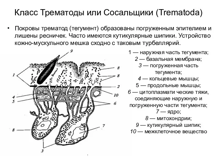 Класс Трематоды или Сосальщики (Trematoda) Покровы трематод (тегумент) образованы погруженным