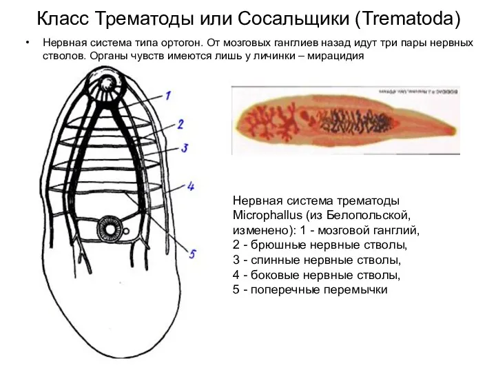 Класс Трематоды или Сосальщики (Trematoda) Нервная система типа ортогон. От