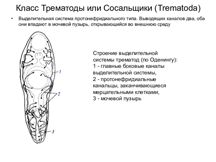 Класс Трематоды или Сосальщики (Trematoda) Выделительная система протонефридиального типа. Выводящих