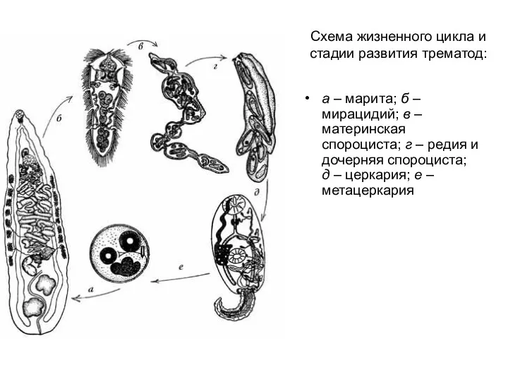 Схема жизненного цикла и стадии развития трематод: а – марита;