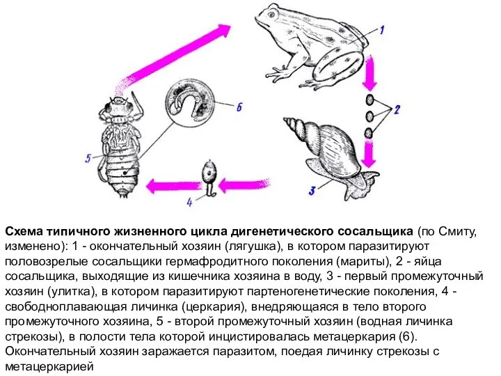 Схема типичного жизненного цикла дигенетического сосальщика (по Смиту, изменено): 1