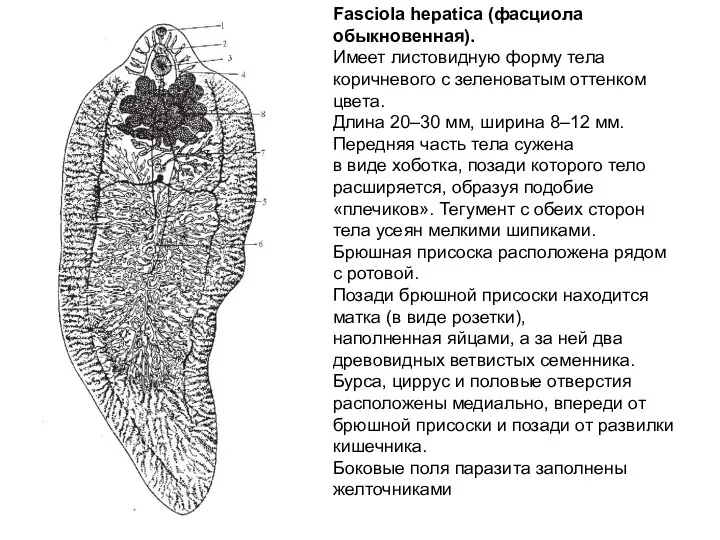 Fasciola hepatica (фасциола обыкновенная). Имеет листовидную форму тела коричневого с