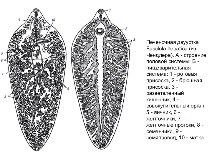 Печеночная двуустка Fasclola hepatica (из Чендлера). А - строение половой