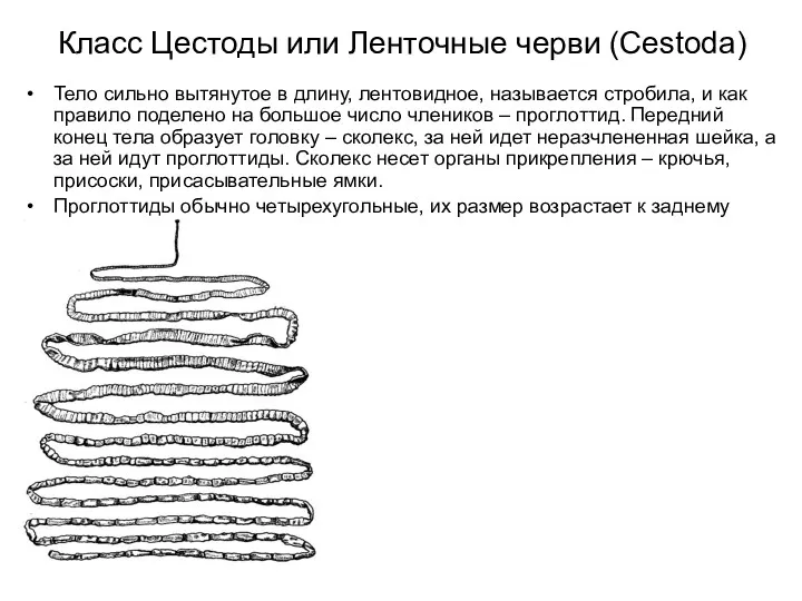 Класс Цестоды или Ленточные черви (Cestoda) Тело сильно вытянутое в