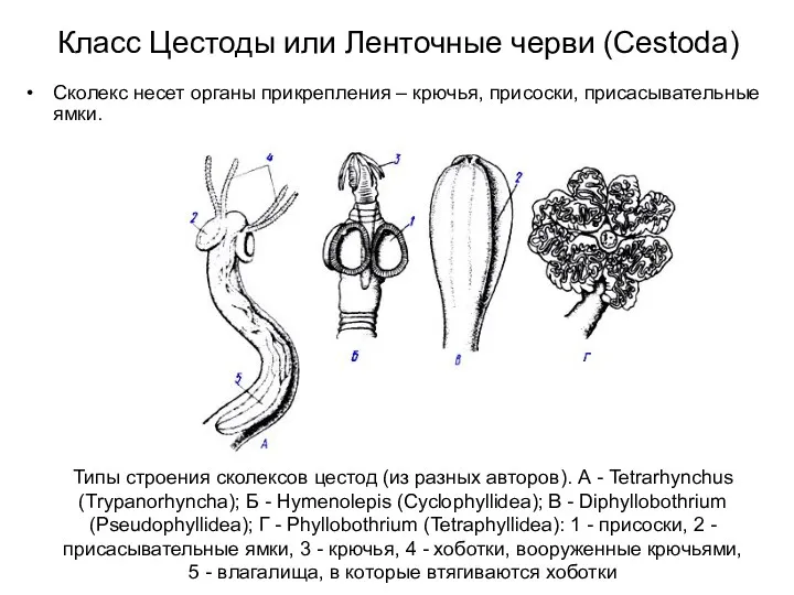 Класс Цестоды или Ленточные черви (Cestoda) Сколекс несет органы прикрепления