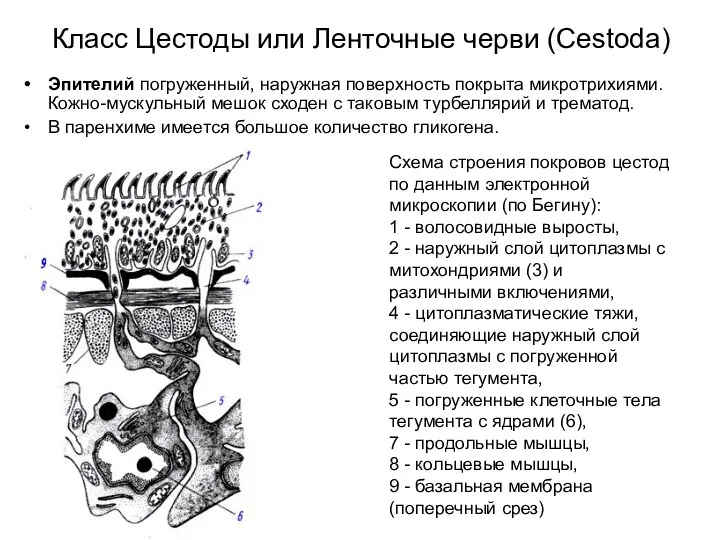 Класс Цестоды или Ленточные черви (Cestoda) Эпителий погруженный, наружная поверхность