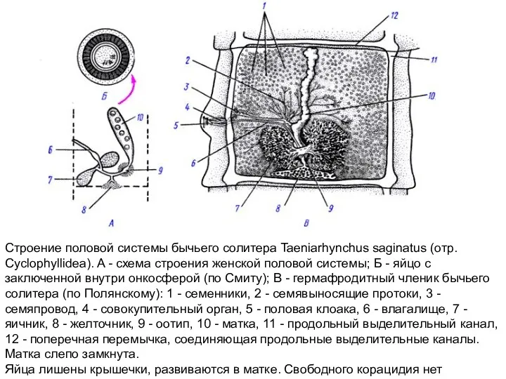 Строение половой системы бычьего солитера Taeniarhynchus saginatus (отр. Cyclophyllidea). A