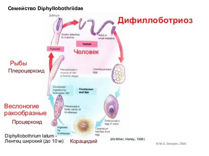 Семейство Diphyllobothriidae