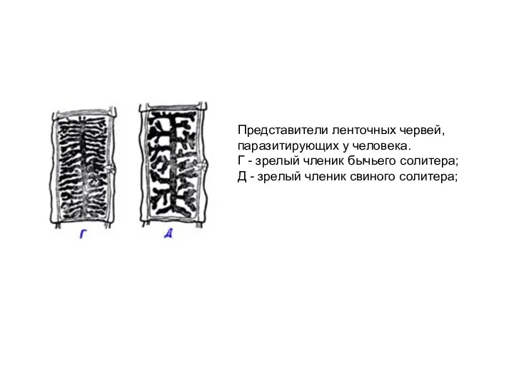 Представители ленточных червей, паразитирующих у человека. Г - зрелый членик