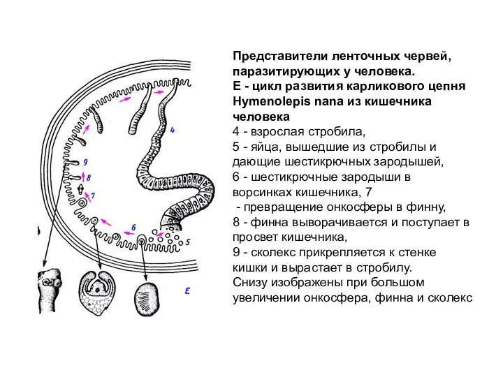 Представители ленточных червей, паразитирующих у человека. Е - цикл развития
