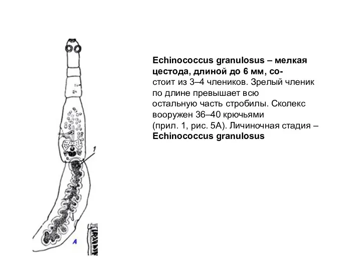 Echinococcus granulosus – мелкая цестода, длиной до 6 мм, со-