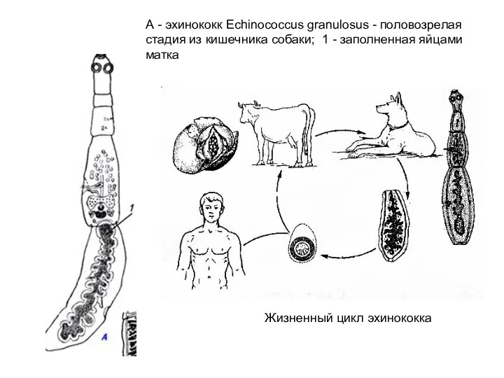 А - эхинококк Echinococcus granulosus - половозрелая стадия из кишечника