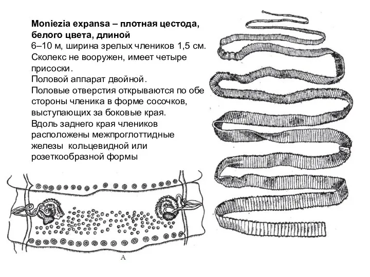 Moniezia expansa – плотная цестода, белого цвета, длиной 6–10 м,