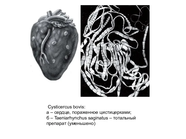 Cysticercus bovis: а – сердце, пораженное цистицерками; б – Taeniarhynchus saginatus – тотальный препарат (уменьшено)