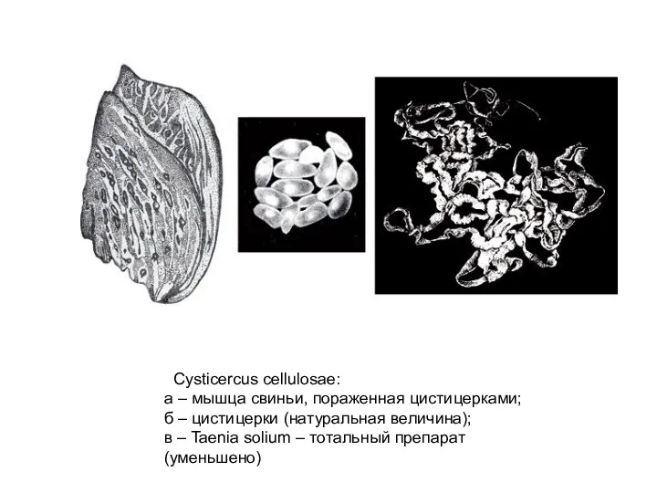 Cysticercus cellulosae: а – мышца свиньи, пораженная цистицерками; б –