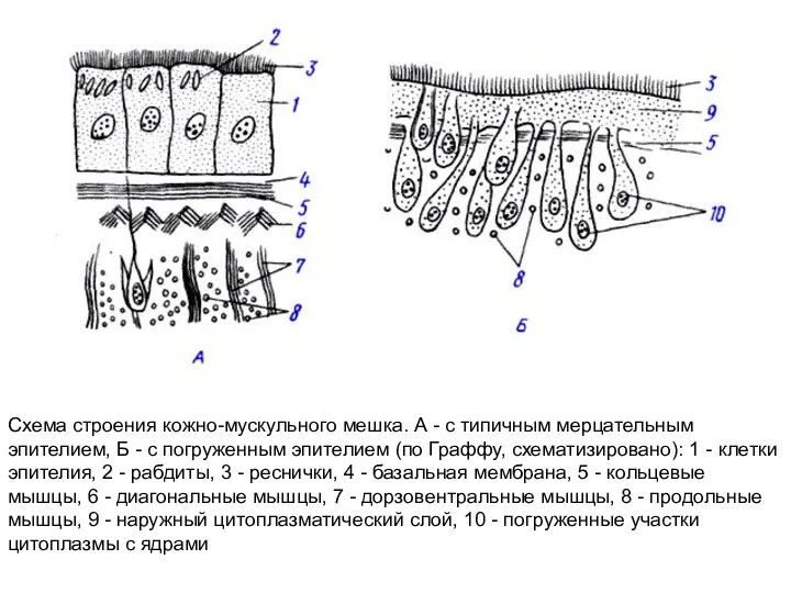 Схема строения кожно-мускульного мешка. А - с типичным мерцательным эпителием,