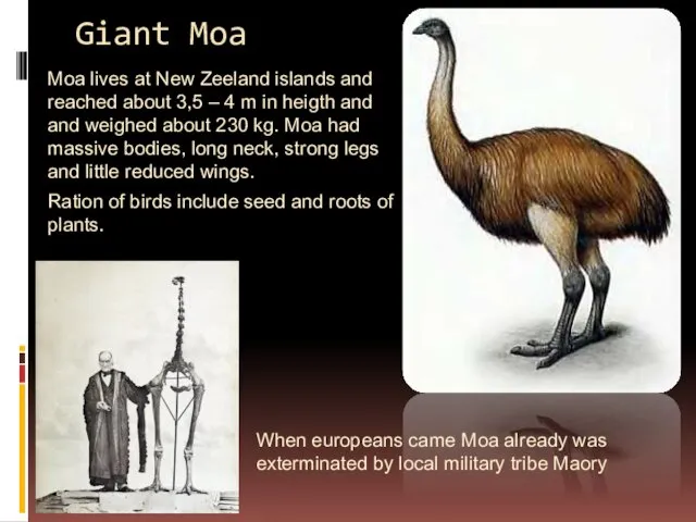 Giant Moa Moa lives at New Zeeland islands and reached