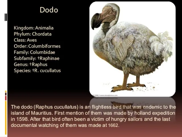 The dodo (Raphus cucullatus) is an flightless bird that was