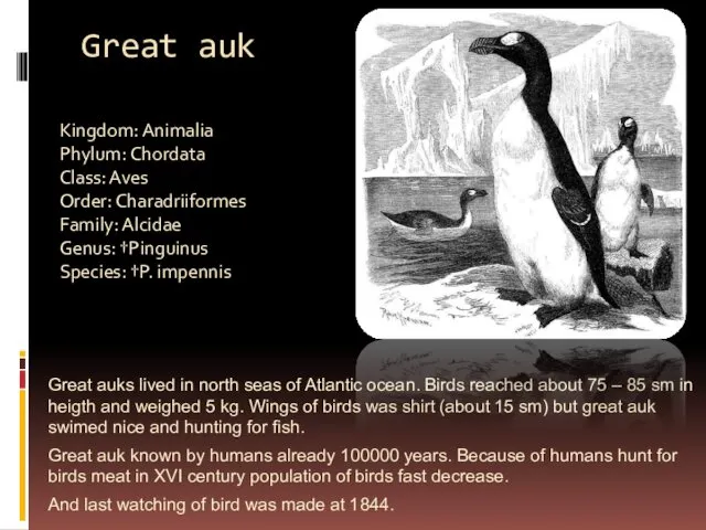 Great auk Great auks lived in north seas of Atlantic