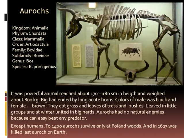 Aurochs It was powerful animal reached about 170 – 180