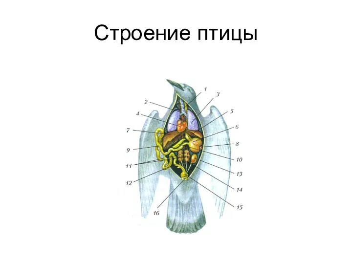 Строение птицы