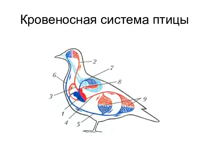 Кровеносная система птицы