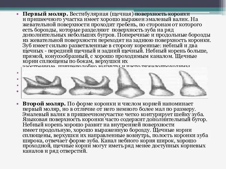 Первый моляр. Вестибулярная (щечная) поверхность коронки и пришеечного участка имеет