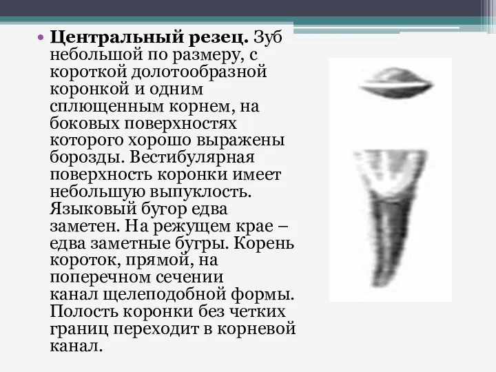 Центральный резец. Зуб небольшой по размеру, с короткой долотообразной коронкой