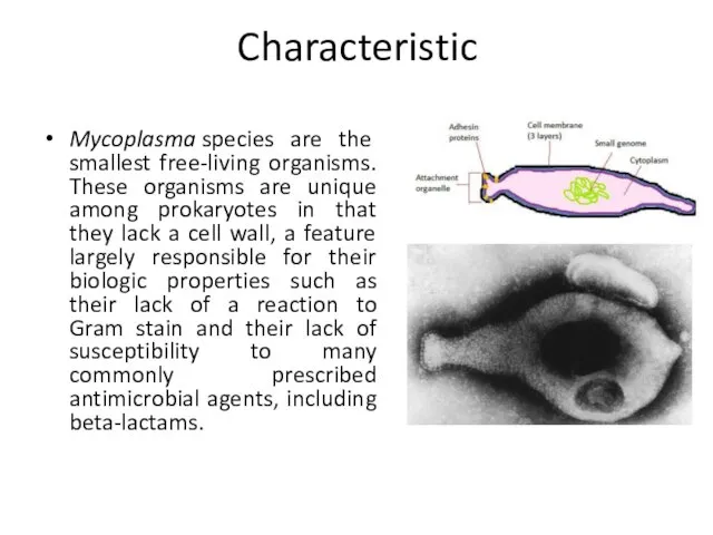 Characteristic Mycoplasma species are the smallest free-living organisms. These organisms are unique among