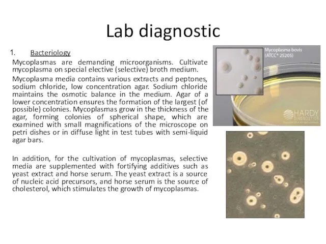 Lab diagnostic Bacteriology Mycoplasmas are demanding microorganisms. Cultivate mycoplasma on special elective (selective)