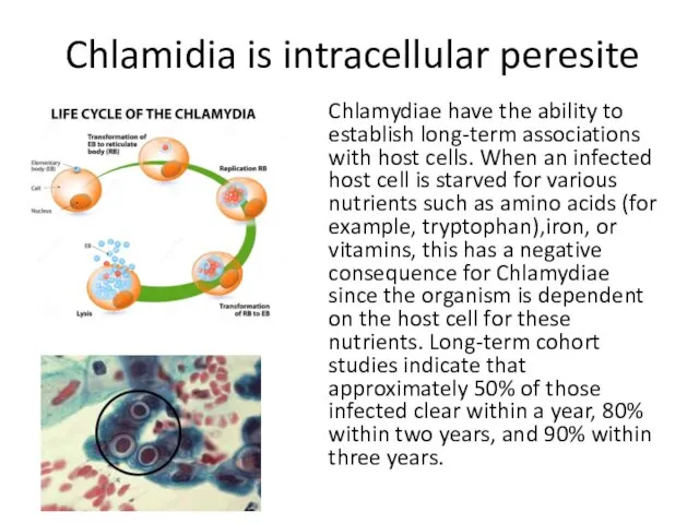 Chlamidia is intracellular peresite Chlamydiae have the ability to establish long-term associations with