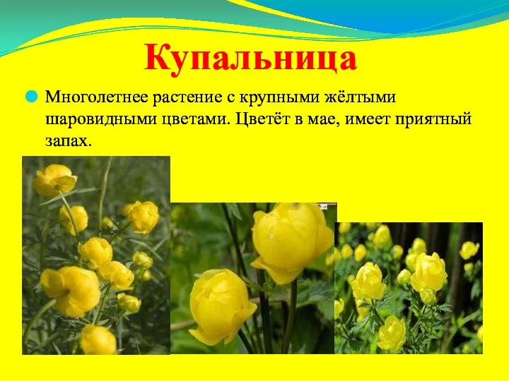 Купальница Многолетнее растение с крупными жёлтыми шаровидными цветами. Цветёт в мае, имеет приятный запах.