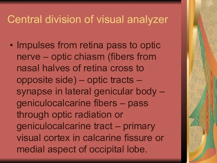 Central division of visual analyzer Impulses from retina pass to