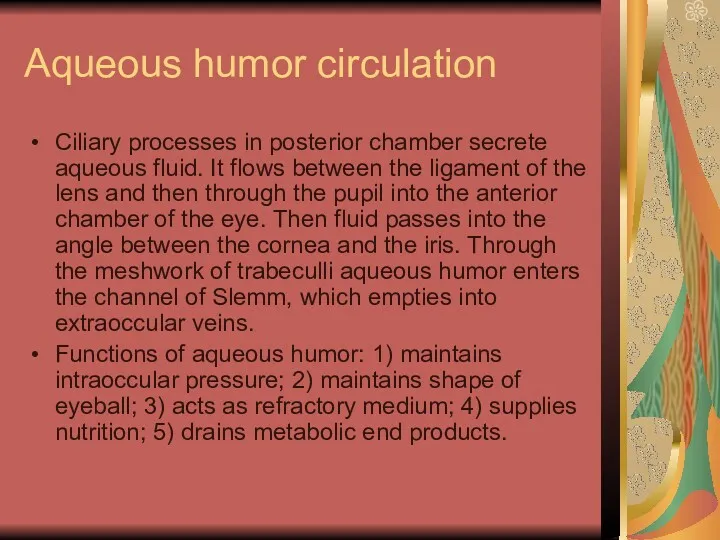 Aqueous humor circulation Ciliary processes in posterior chamber secrete aqueous