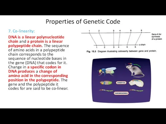 Properties of Genetic Code 7. Co-linearity: DNA is a linear polynucleotide chain and