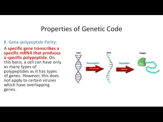 Properties of Genetic Code 8. Gene-polypeptide Parity: A specific gene transcribes a specific
