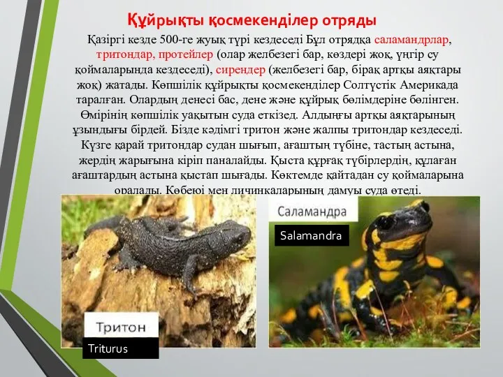 Құйрықты қосмекенділер отряды Қазіргі кезде 500-ге жуық түрі кездеседі Бұл отрядқа саламандрлар, тритондар,