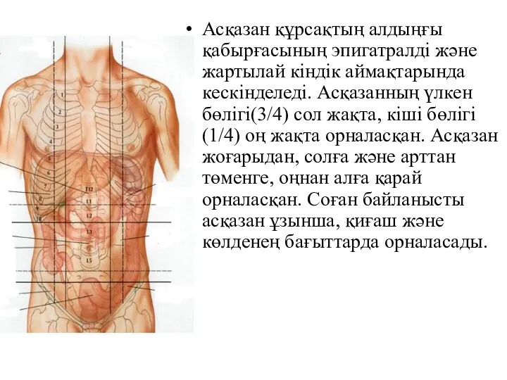 Асқазан құрсақтың алдыңғы қабырғасының эпигатралді және жартылай кіндік аймақтарында кескінделеді.