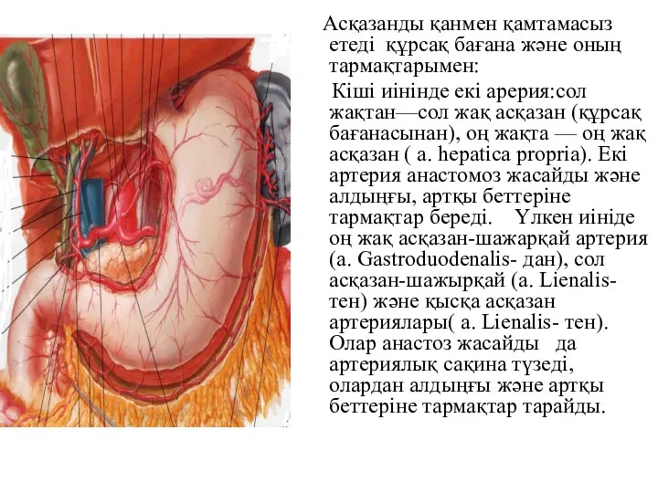 Асқазанды қанмен қамтамасыз етеді құрсақ бағана және оның тармақтарымен: Кіші