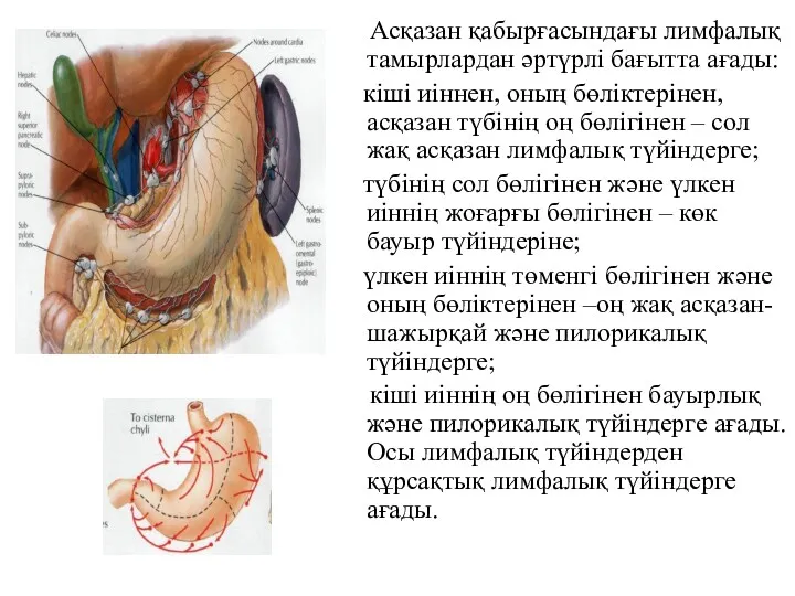 Асқазан қабырғасындағы лимфалық тамырлардан әртүрлі бағытта ағады: кіші иіннен, оның